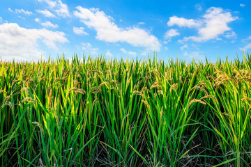 Rice growing in the field in autumn