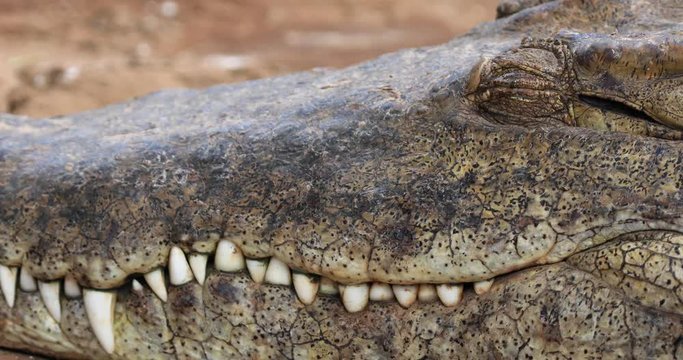 A lying crocodile closes an eye