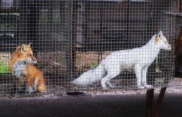 Fox In The Cage