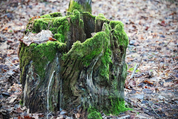 Old tree stump with green moss on dull dry leaves ground