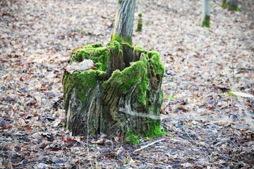 Old tree stump with green moss on dull dry leaves ground