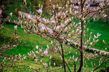beautiful blooming magnolia branches with open flowers. Pink Chinese magnolia with tulip flowers in the spring garden. Botanical Garden in May.