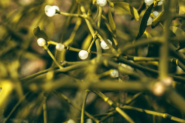 background of tree branches with green juicy leaves close part of the roof of the house. Natural natural background.