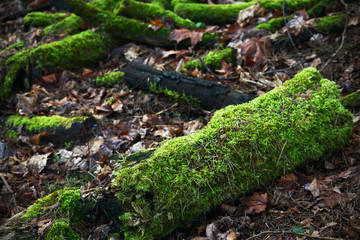 Old tree trunk with green moss on dull dry leaves ground