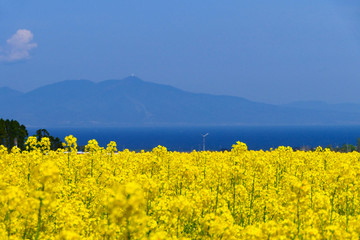 菜の花畑と陸奥湾と釜臥山。横浜、青森、日本。5月中旬。