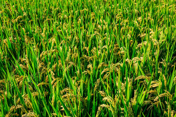 Rice growing in the field in autumn