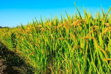 Rice growing in the field in autumn