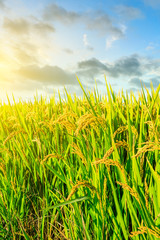 Obraz premium Rice growing in the field in autumn