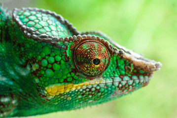 Caméléon endormi) à l'île de La Réunion