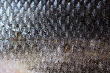 Rudd fish scales background © Alex Coan