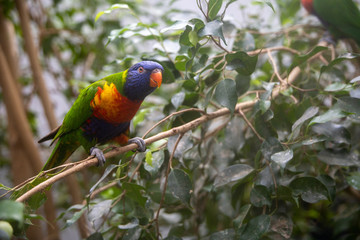 rainbow lorikeet in tree