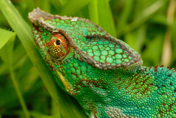 Caméléon endormi) à l'île de La Réunion