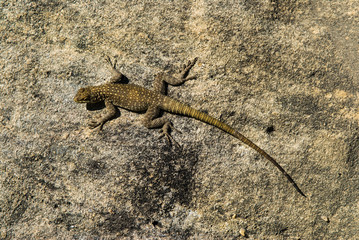 Lézard sur un rocher proche du Relais de la reine, région de l'Isalo dans le sud de Madagascar