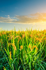 Ripe rice in farmland at dusk in autumn