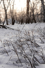 dried flower and grass sprinkled with snow on the background of the setting sun in warm shades in winter