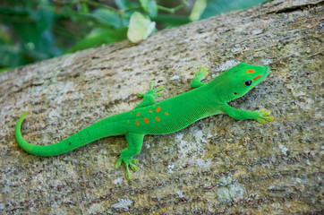 Gecko poussière d'or (Phelsuma laticauda) à Mayotte