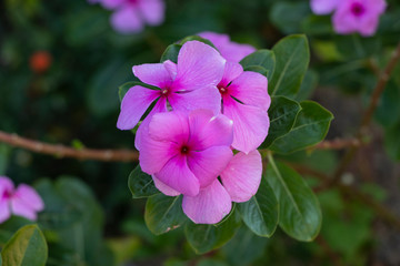 Flores moradas en arbusto con hojas verdes. 