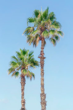 Arecaceae. Palm trees with intense green color leaves. Sunny day with blue sky. Tropical scene for relaxing. Element of Mediterranean landscape. 
