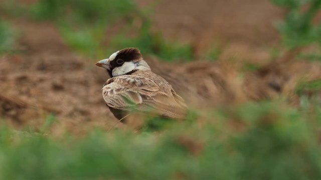 Black-crowned Sparrow-Lark - Eremopterix nigriceps in the desert of Boa Vista looking for food. Typical desert species on Cape Verde Islands and Africa.