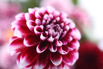 Dahlia flower and bokeh flowers background