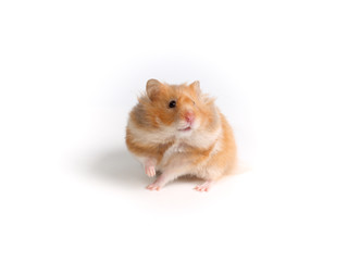 Fluffy ginger hamster. Studio photo on a white background. Cute pet.