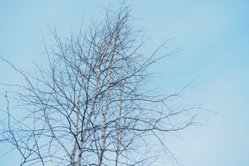 Fototapeta na wymiar Small branches of birch against the blue sky in winter