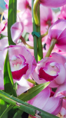 Closeup of beautiful pink and yellow orchids over leafs