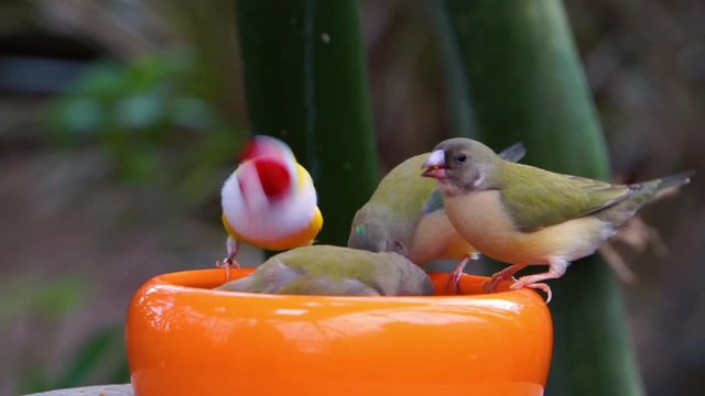 group of gouldian finches eating food together, popular tropical bird specie from Australia