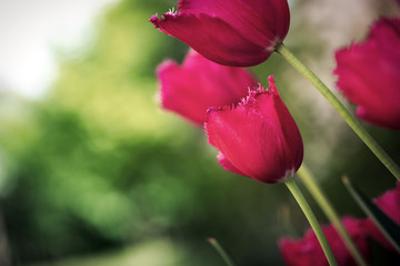 Fototapeta premium Beautiful view of pink tulips under sunlight landscape of spring or summer.
