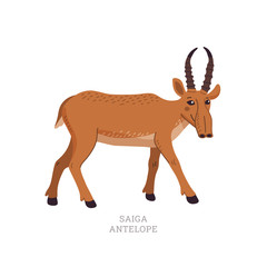 Rare animals collection. Saiga antelope. Saiga tatarica, endangered antelope. Flat style vector illustration isolated on white background.