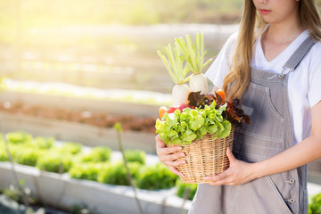 Beautiful portrait young asian woman smile harvest and picking up fresh organic vegetable garden in...