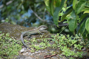 lizard tropical closeup green animal