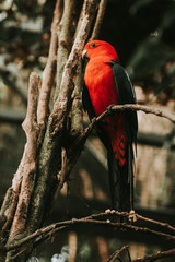 Eclectus parrot, eclectus roratus sitting on a tree branch with sunshine pouring overhead. Close up of a tropical bird in natural conditions.