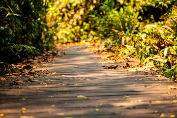 An old wooden bridge that is loosened by summer forests