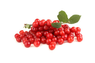 Nanking cherry and branch