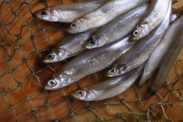 Smelt fishes on net (Pacific little smelt)