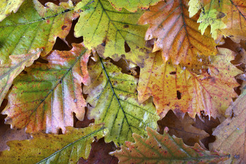 Autumn oak leaves background