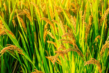 Rice growing in the field in autumn