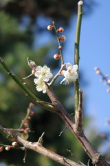 咲き始めた白梅と青空