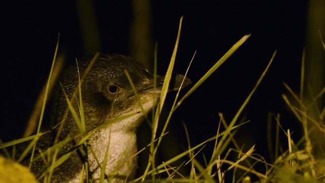 Little Penguin - Eudyptula minor - in maori korora, nocturnal returning to the coast to feed chicks in nests, Oamarau, New Zealand. Flock of penguins return from the sea on the beach.