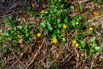 Yellow buttercups in a forest on early spring