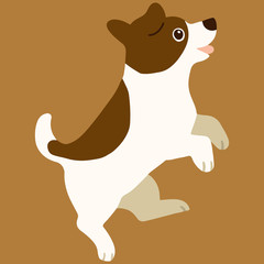 Flat colored Jack Russell Terrier jumping