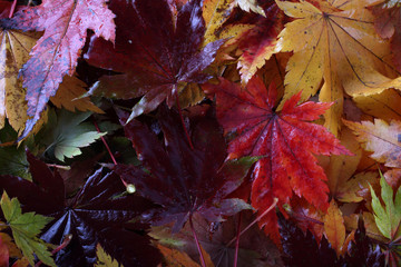 Autumn maple leaves background