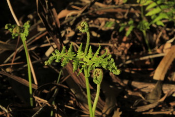 The Galician deciduous forest in the month of February