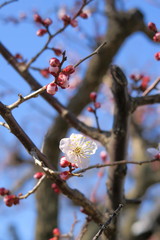咲き始めた白梅と青空
