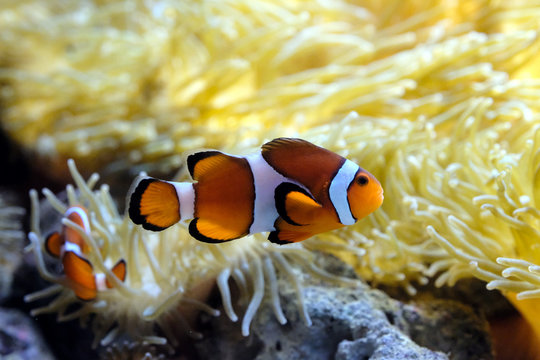 1 217 Best カクレクマノミ Images Stock Photos Vectors Adobe Stock