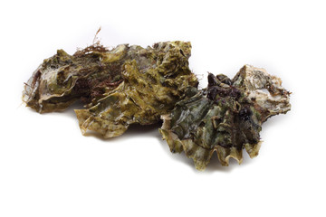 Oysters isolated on white