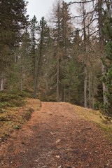 Fototapeta premium trees in the woods in autumn