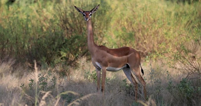 female gerenuk looking at us in the savannah