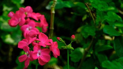 Fototapeta premium geranium flowers in full bloom at garden